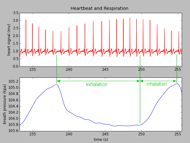 Heartbeat and respiration